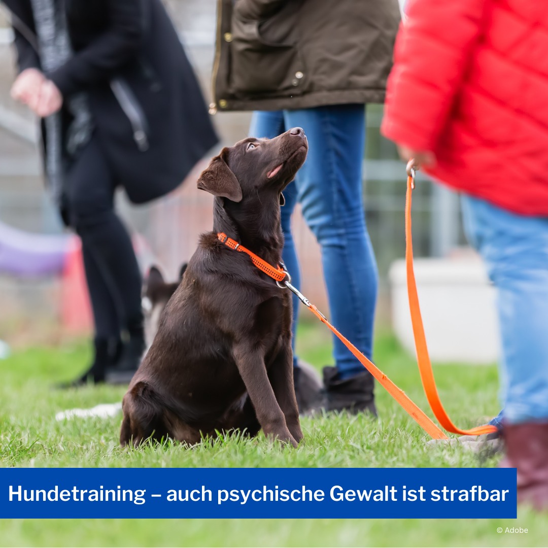 Hundetraining-auch psychische Gewalt ist strafbar