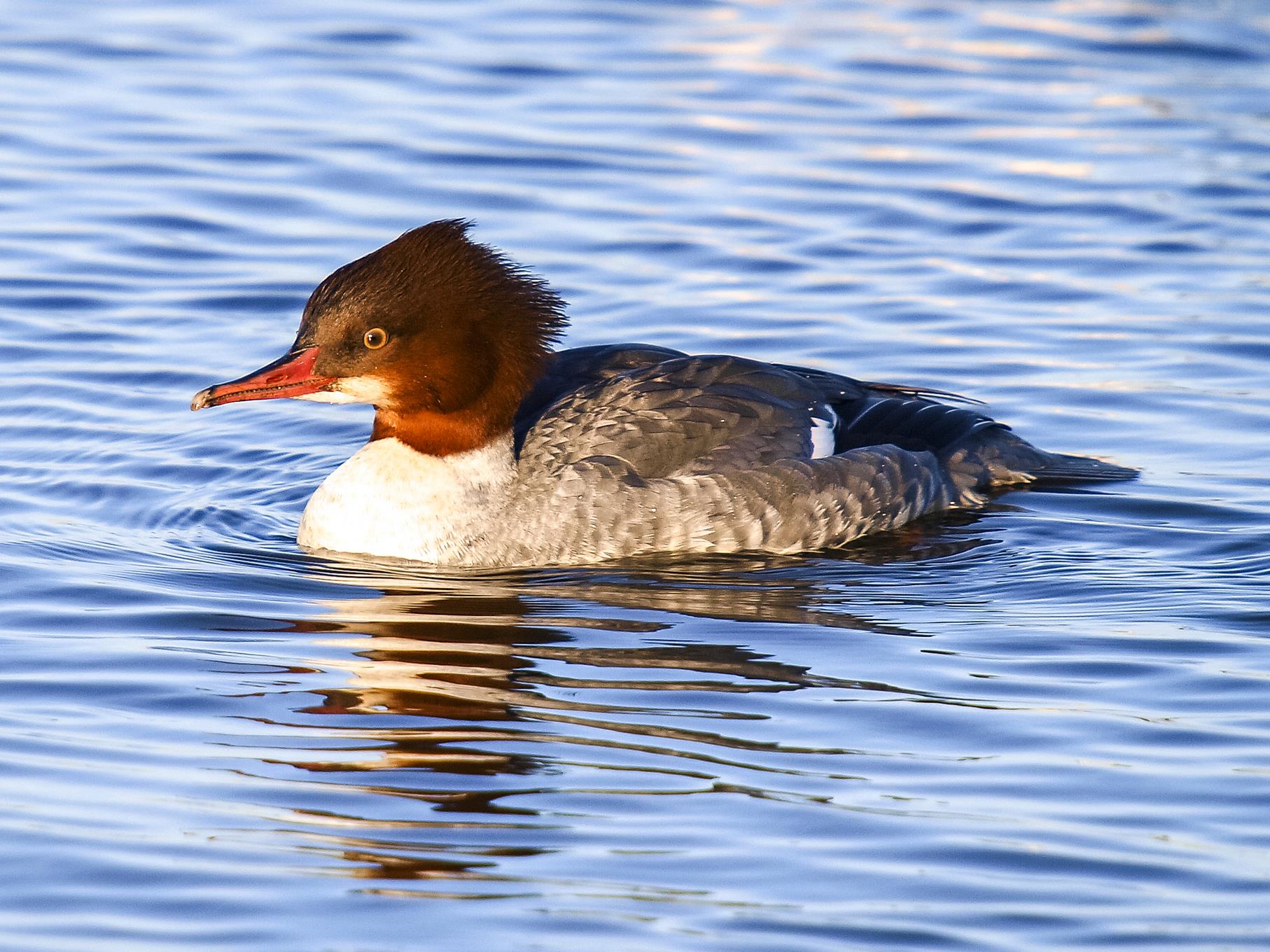 Ein Gänsesäger-Weibchen schwimmt im Naturschutzgebiet.