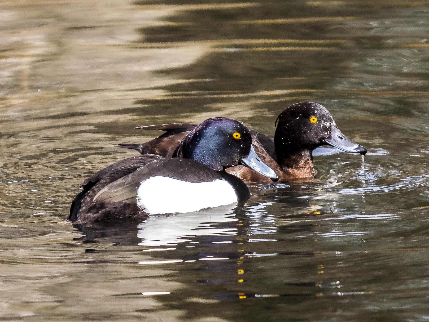 Ein Reiherenten-Paar auf dem Wasser.