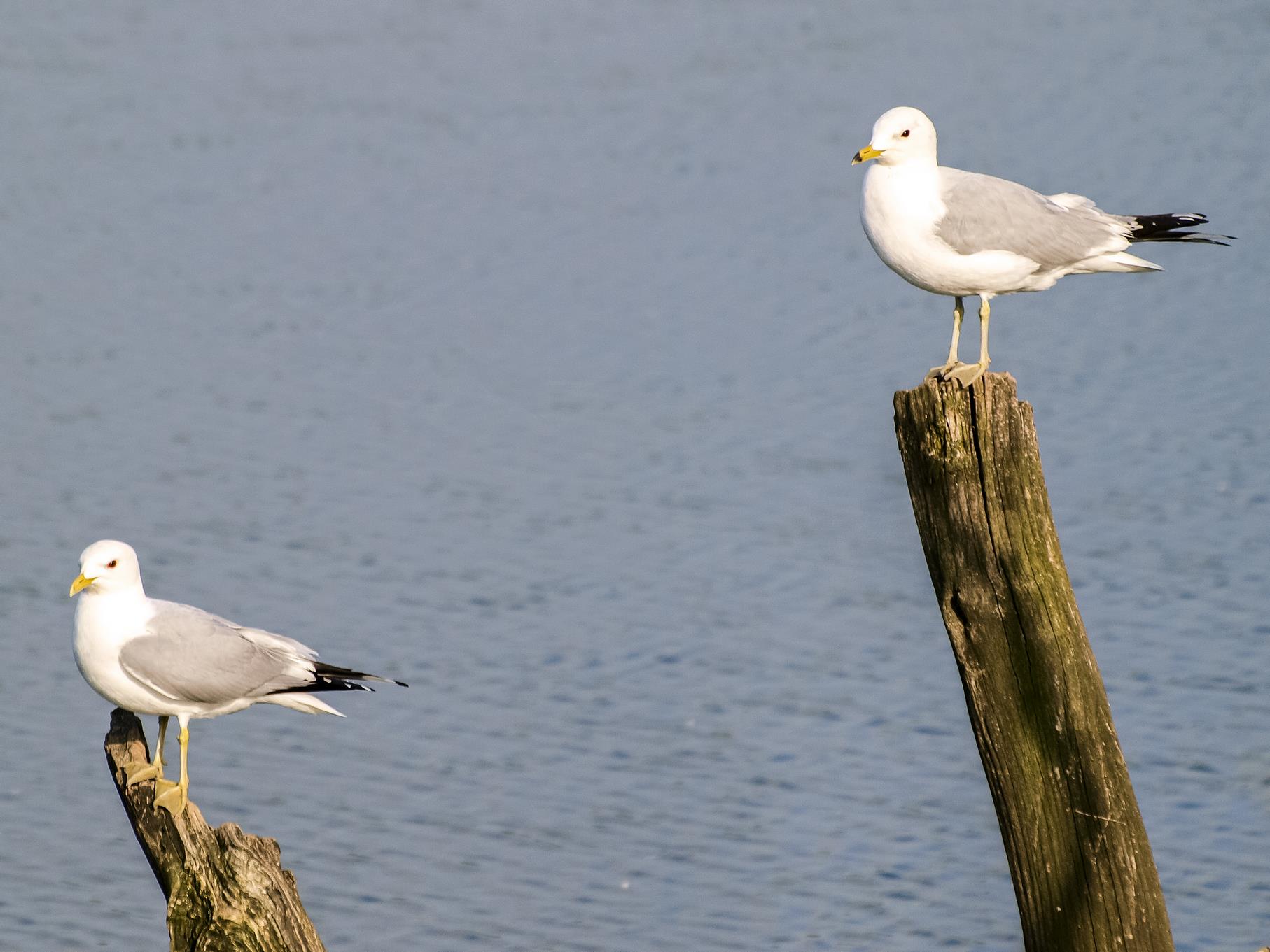 Zwei Sturmmöwen sitzen auf den toten Bäumen am östlichen Teich.