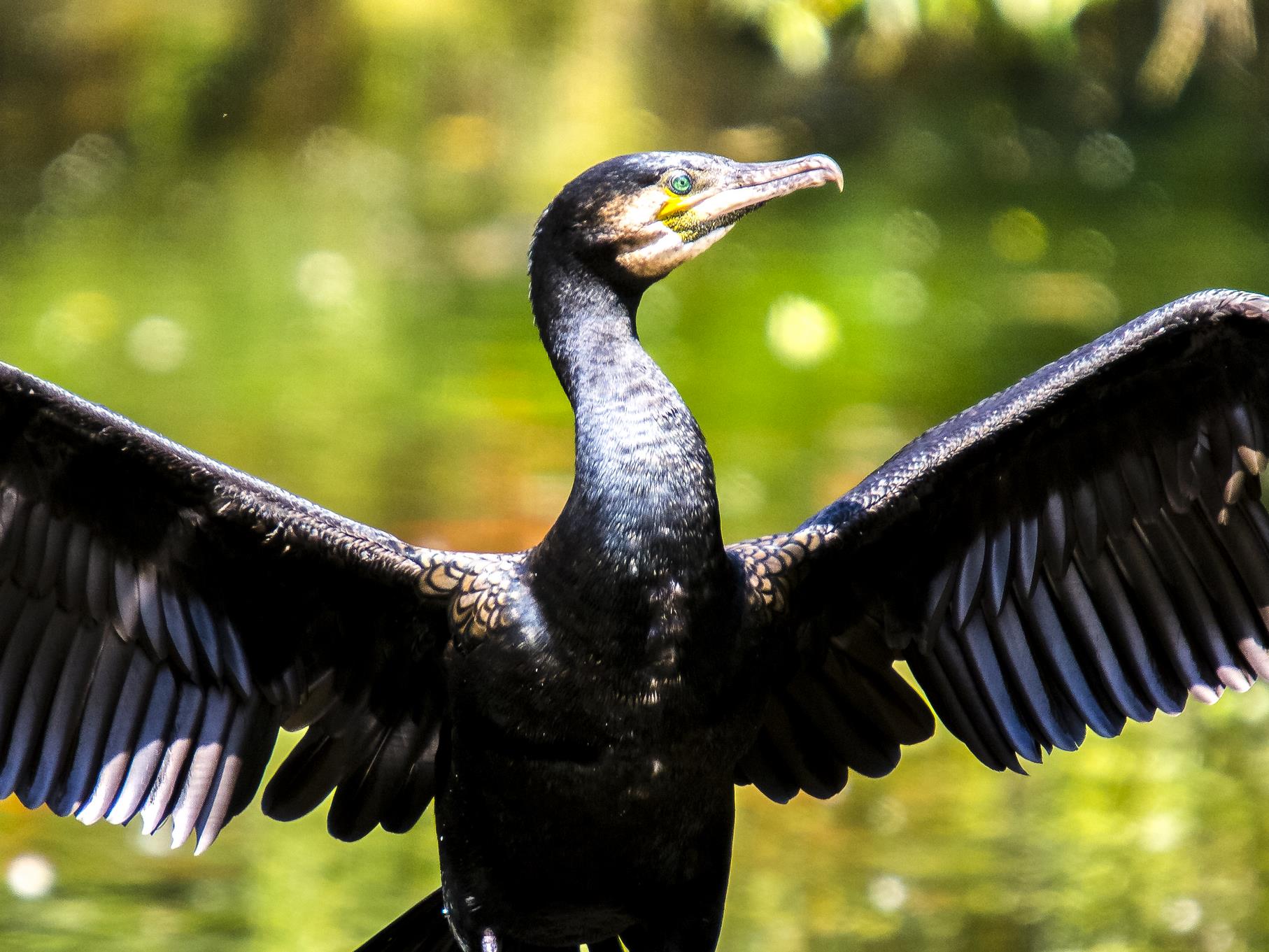 Ein Kormoran trocknet seine Flügel.