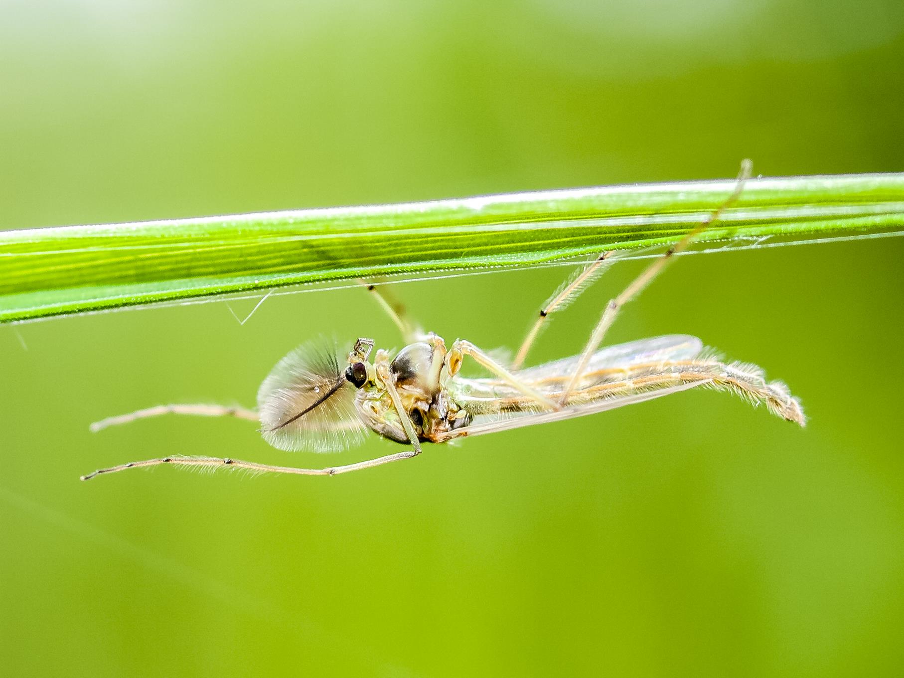 Unter Blättern und Halmen verstecken sich morgens Insekten.