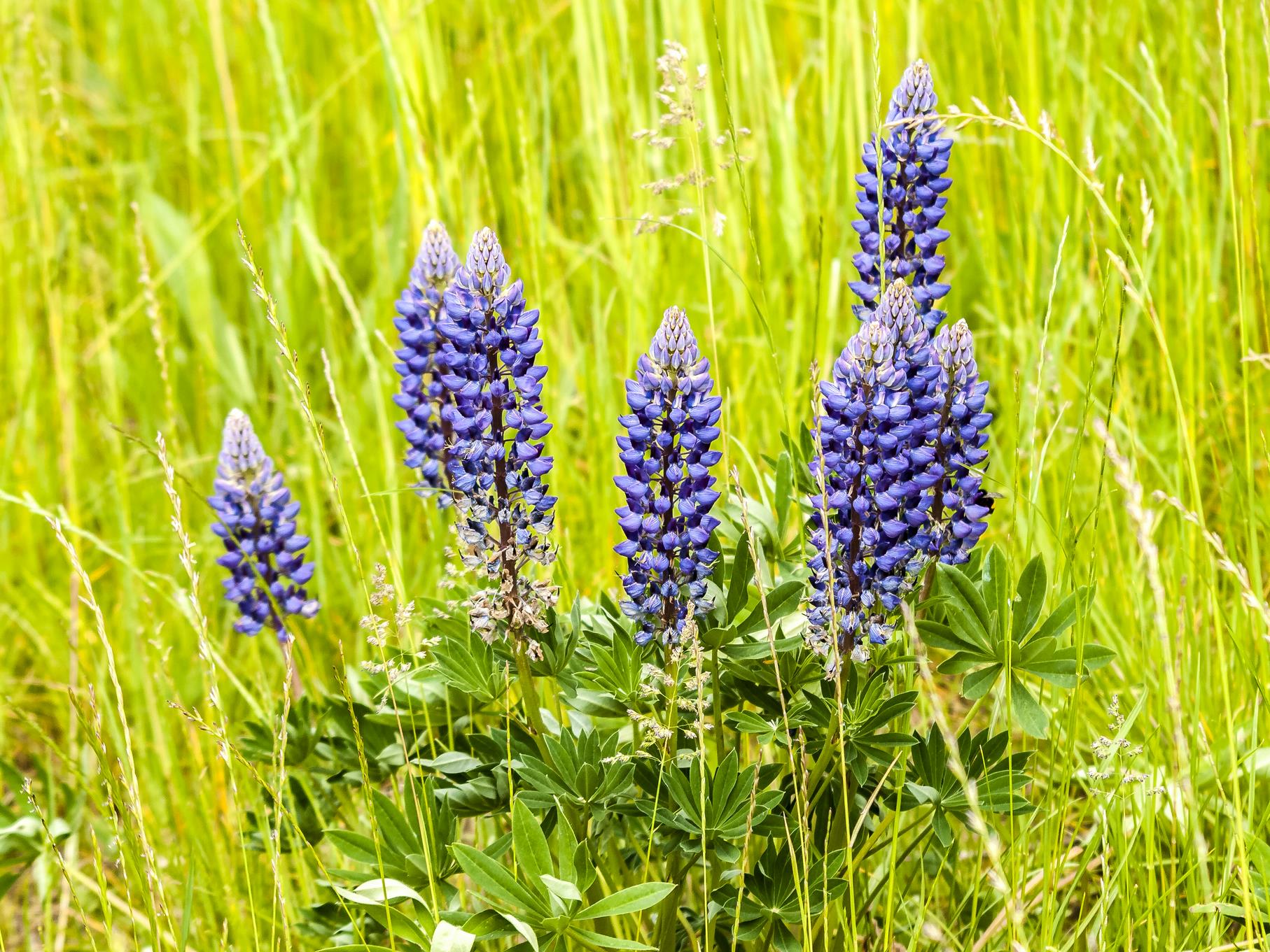 Die Lupinen blühen im Mai entlang der Wege.