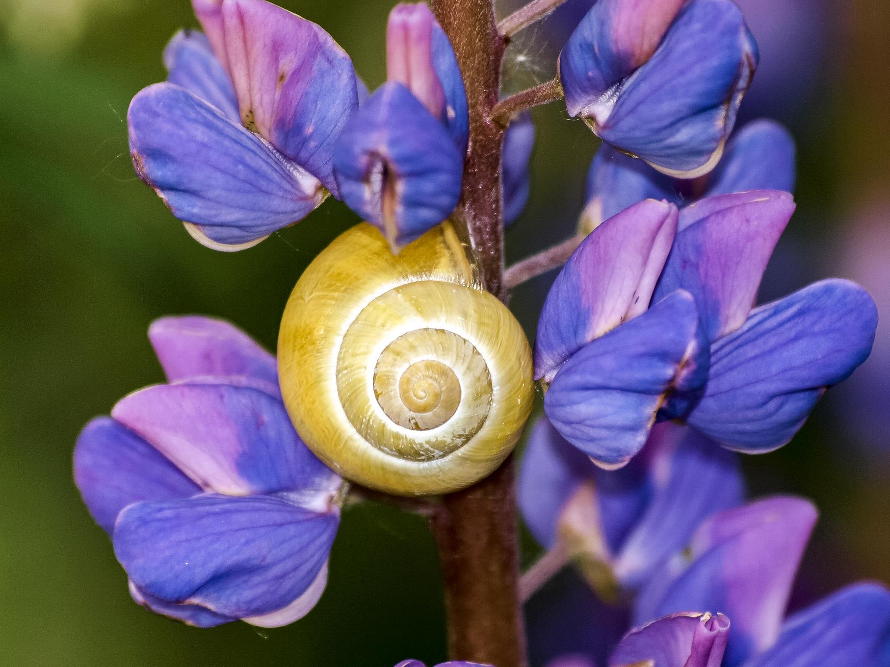 Eine Schnecke an einer Lupine.