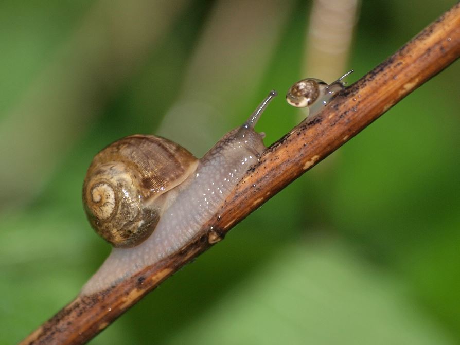 Schnecken-Nachwuchs auf Gut Sunder. - Foto: Kathy Büscher