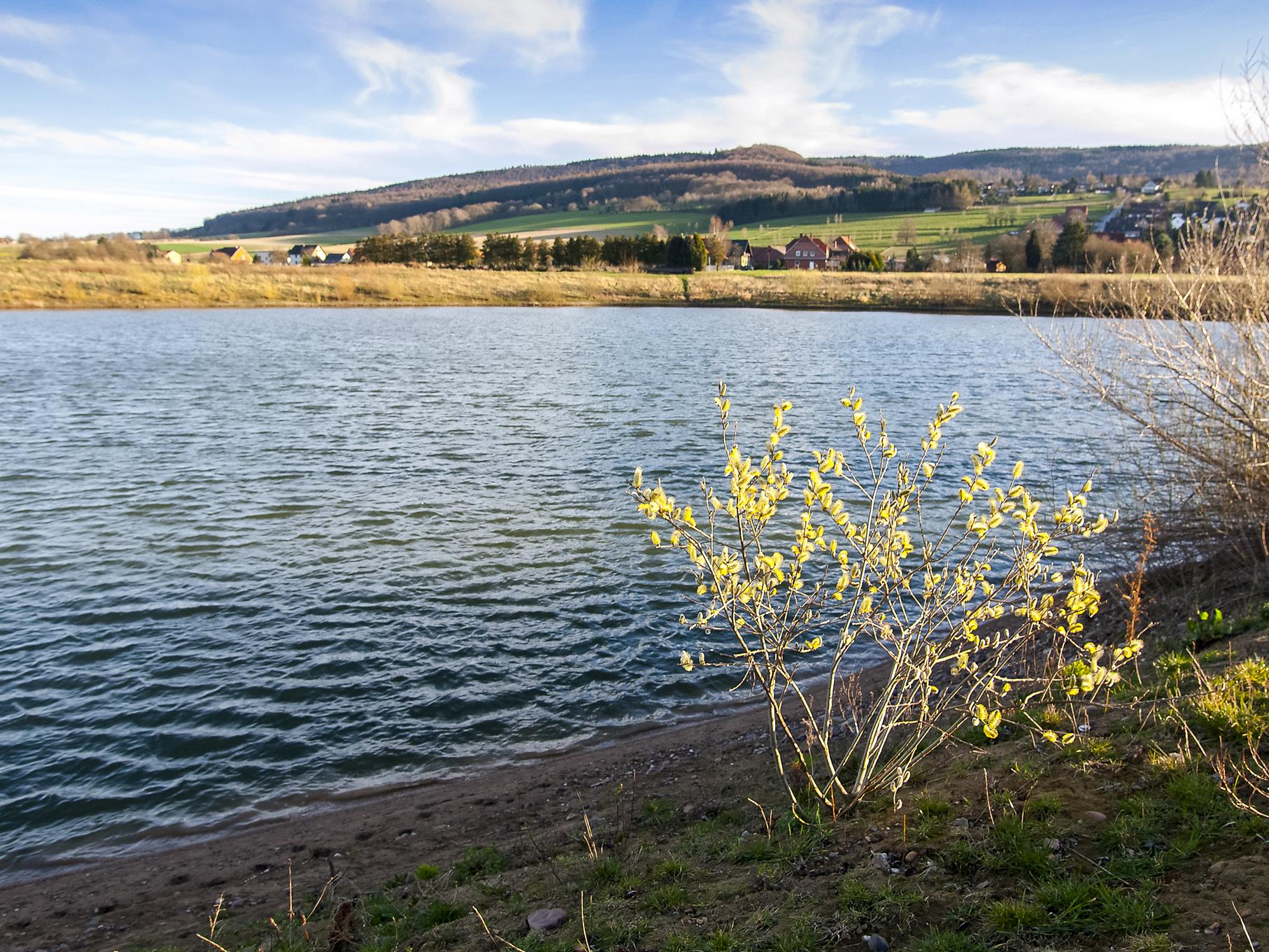 Eine einzelne kleine Weide wird von der Abendsonne am östlichen Teich angestrahlt. 