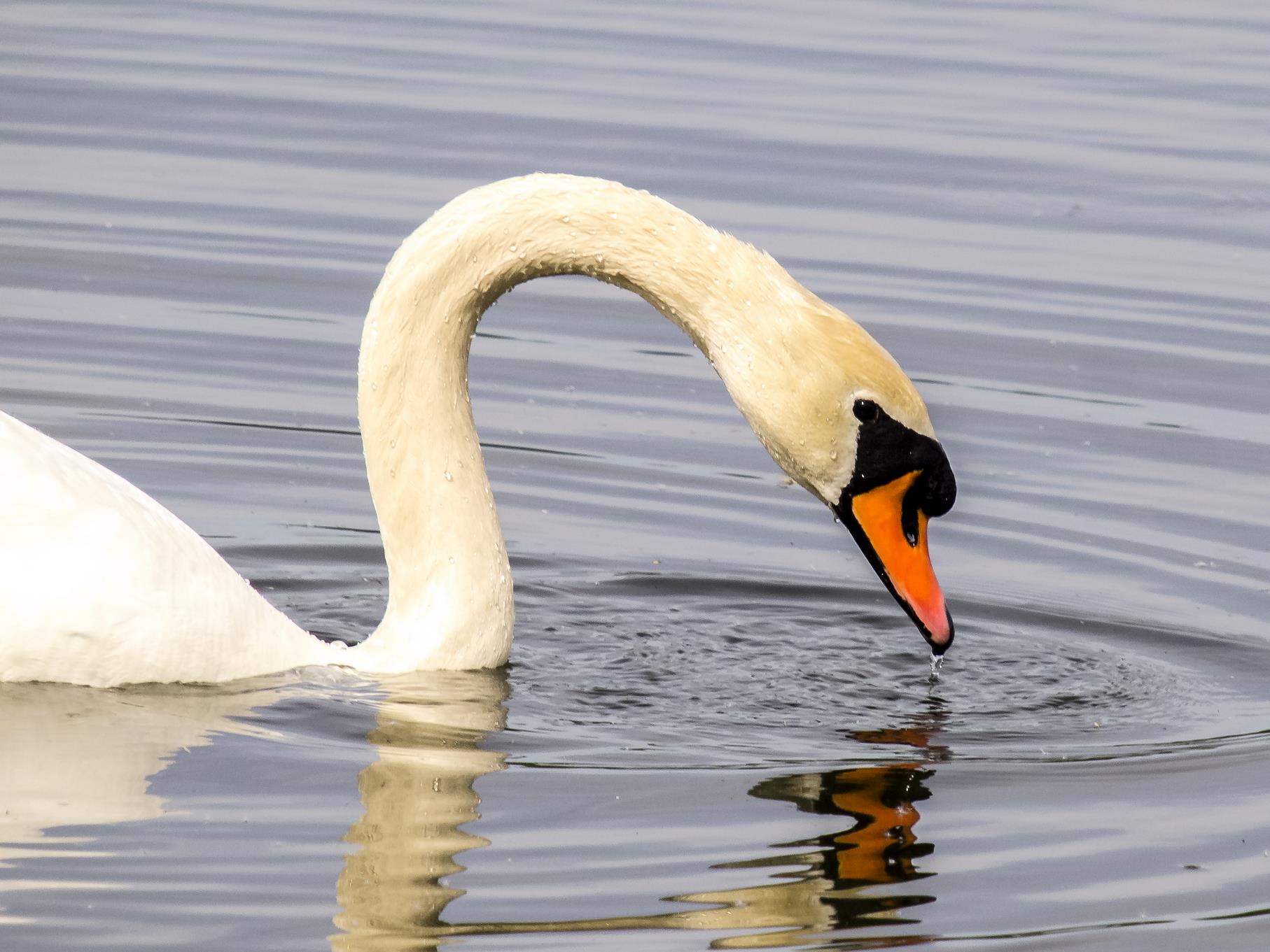 Höckerschwan-Portrait.