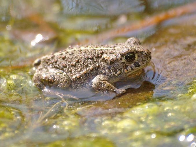 Auch Kreuzkröten gibt es im alten Steinbruch. - Foto: Kathy Büscher