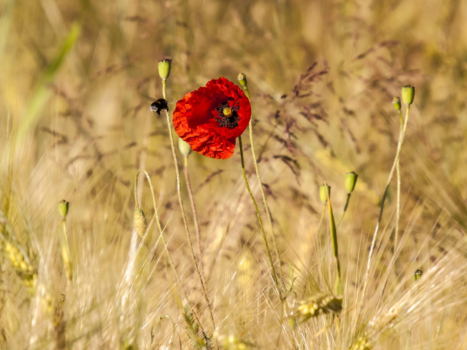 Die Mohnblüte wird gerade von einer Hummel angeflogen.