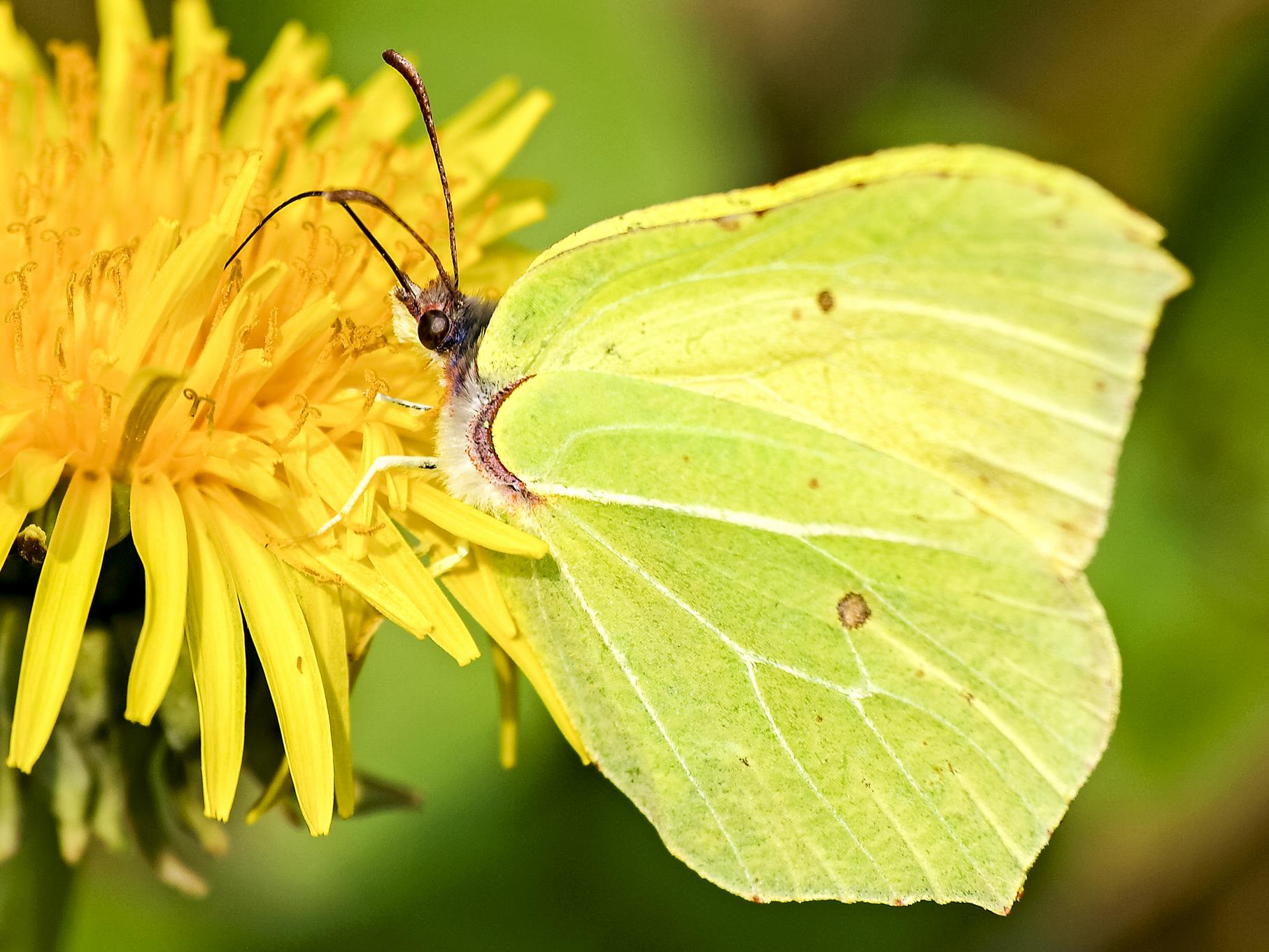 Im Mai können viele Schmetterlinge beobachtet werden, hier ein Zitronenfalter an einer Blüte.