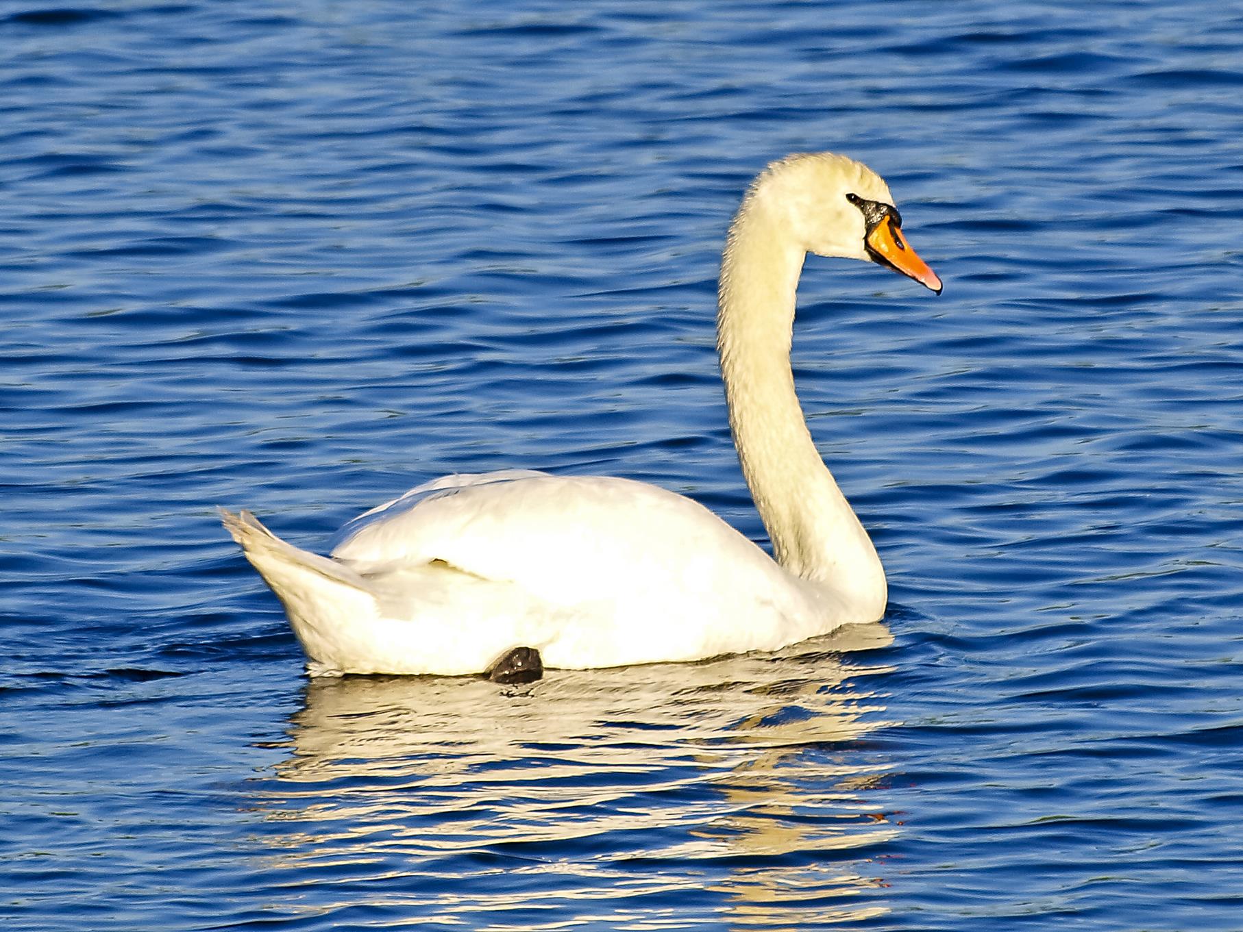 Höckerschwan im Abendlicht. 