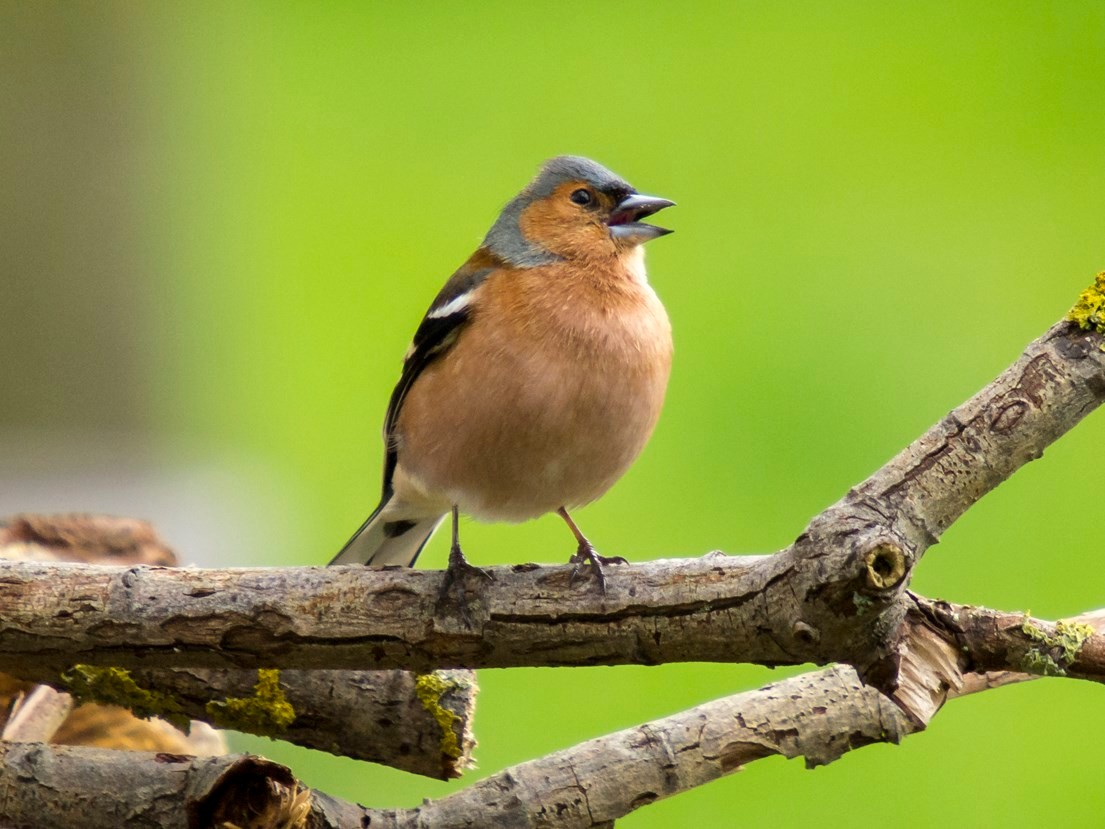 Singendes Männchen auf einem Ast. - Foto: Kathy Büscher