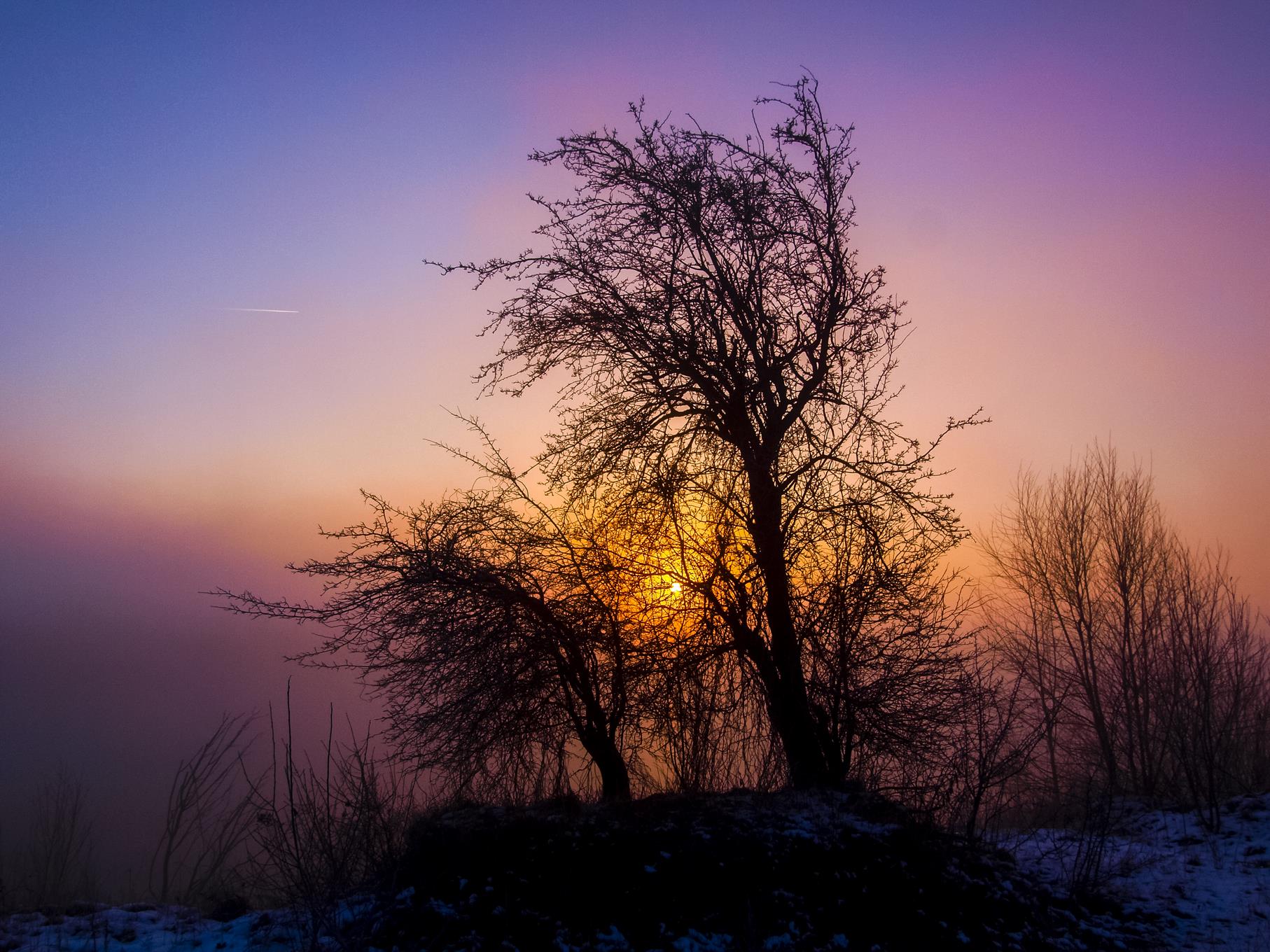 Ein Baum am Rundweg in der Morgensonne.