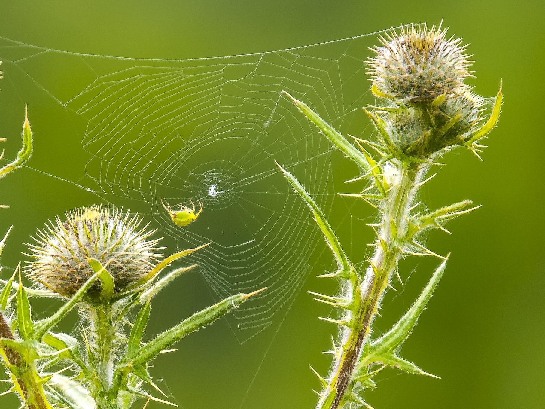 Zwischen den Distelköpfen bauen Spinnen ihre Netze.