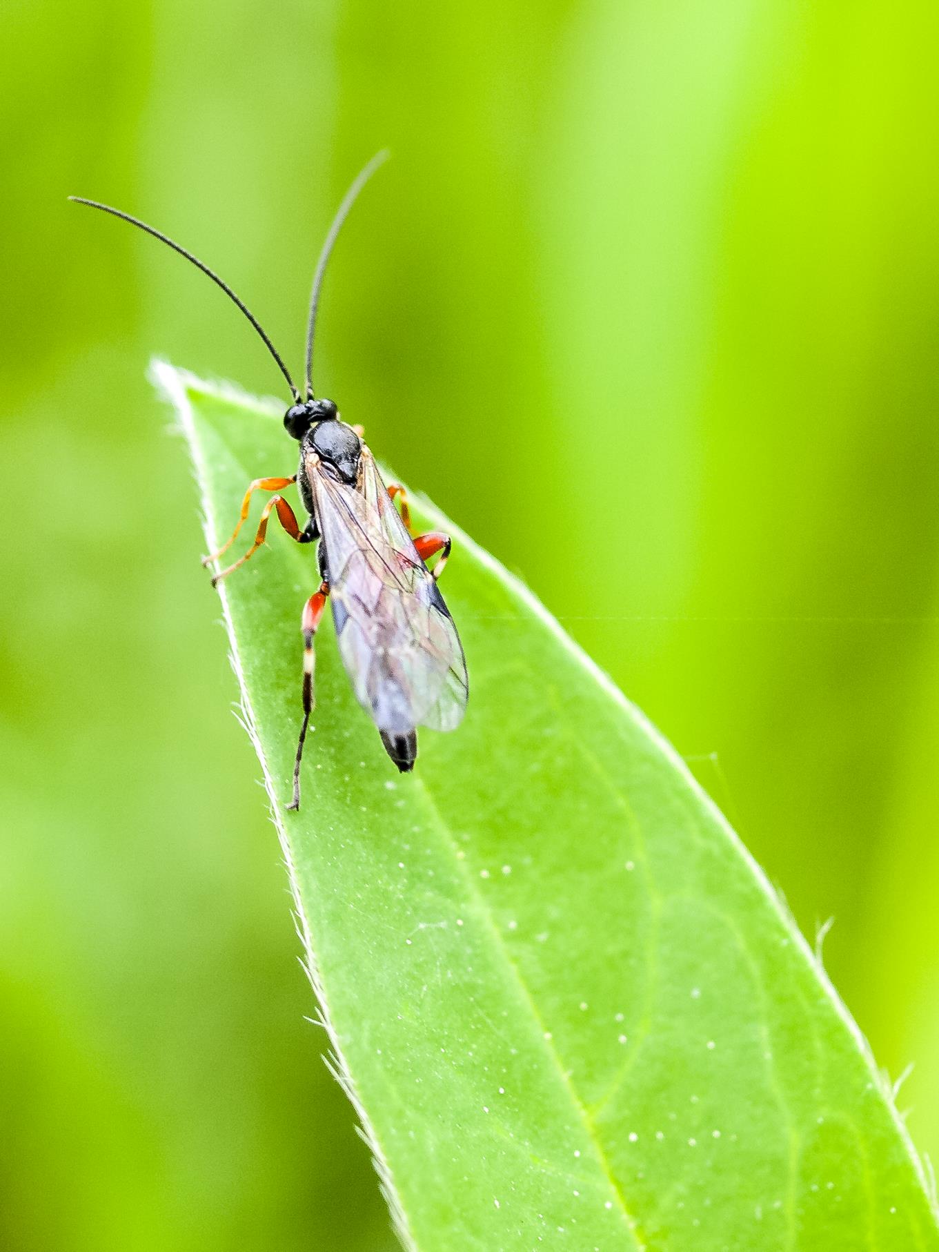 Viele Insekten können morgens in der Auenlandschaft beobachtet und fotografiert werden.