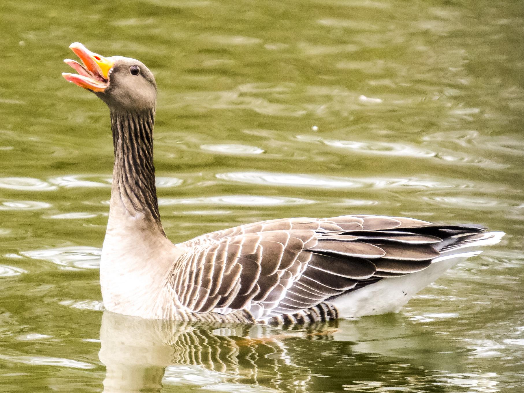 Eine schwimmende Graugans im Naturschutzgebiet.