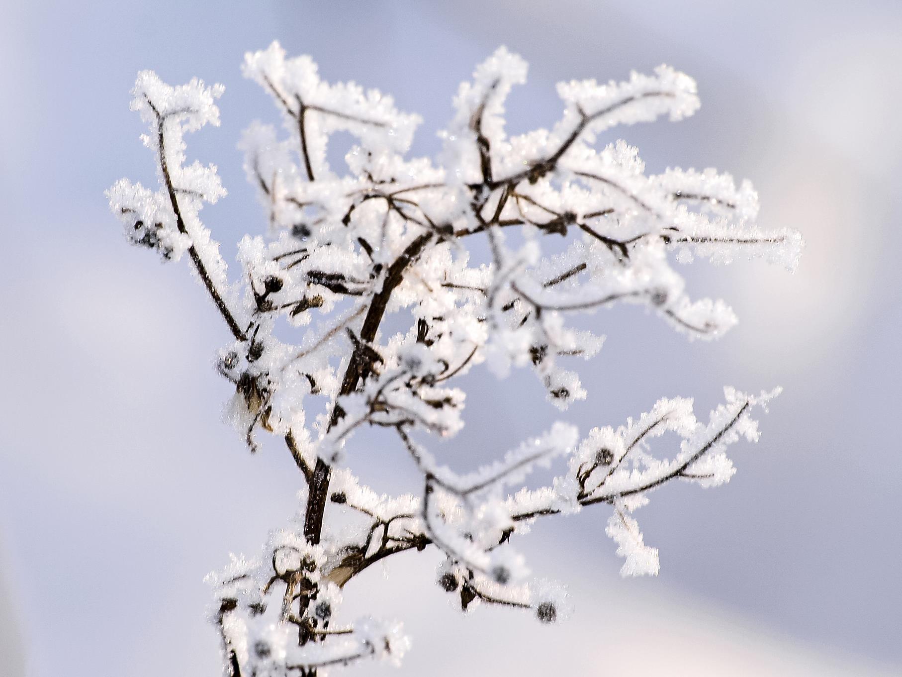 Die mit Eiskristallen überzogenen Pflanzen sehen wie kleine Kunstwerke aus.