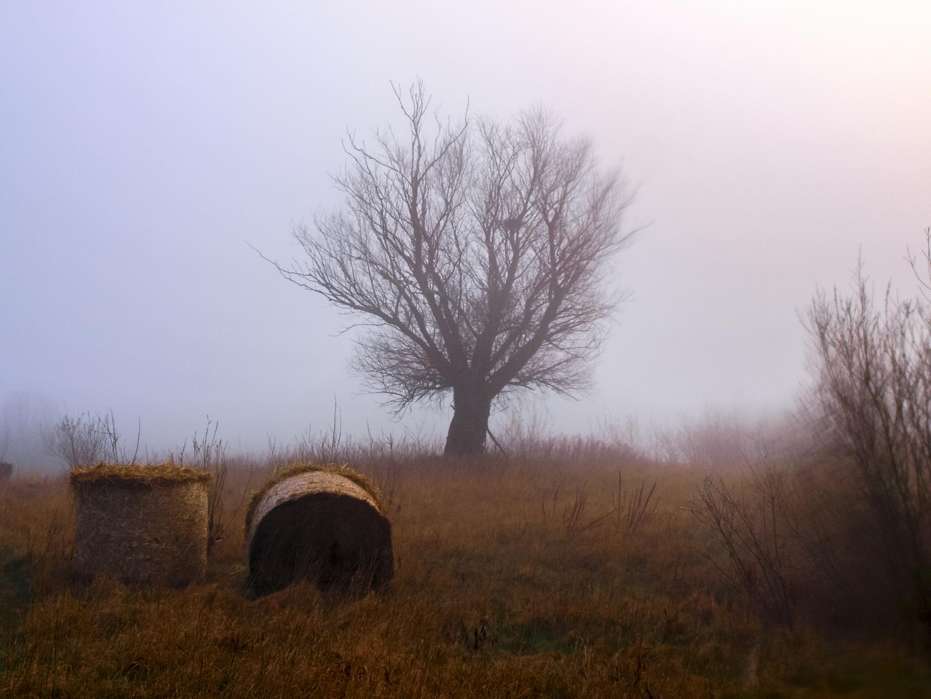 Eine Kopfweide im Nebel.