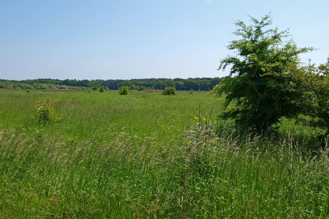 Angrenzende Wiesenflächen sind wertvoller Lebensraum. - Foto: Kathy Büscher