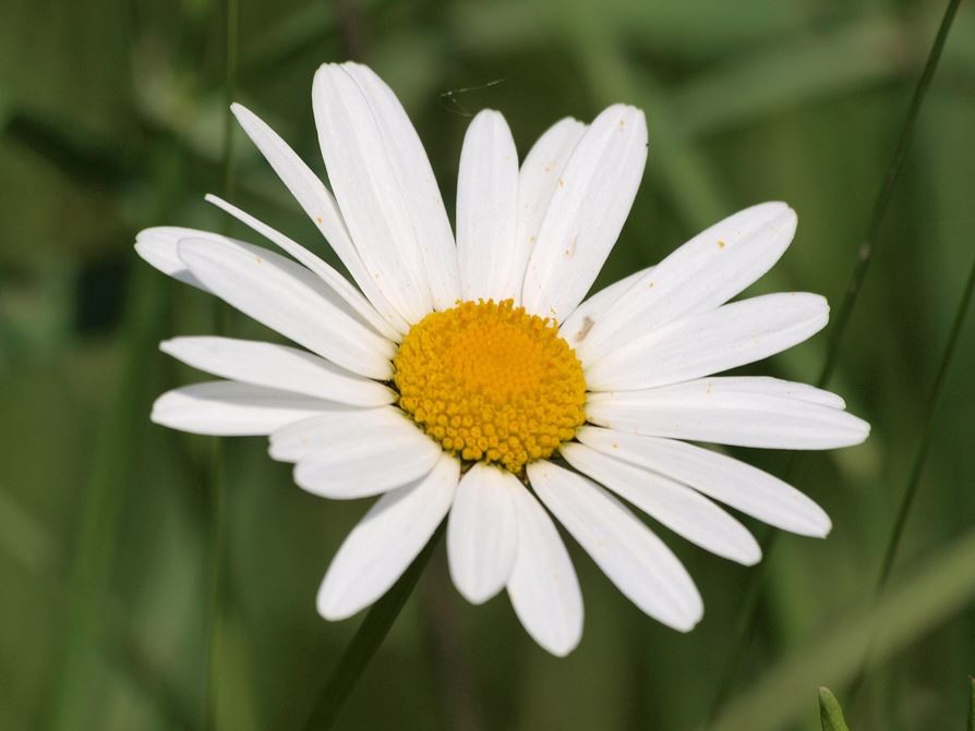 Wiesenblumen im Naturschutzgebiet. - Foto: Kathy Büscher