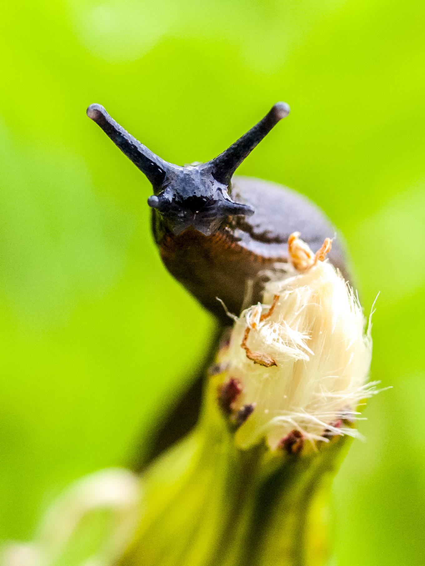 Eine Nacktschnecke an einer aufgefressenen Löwenzahnblüte.