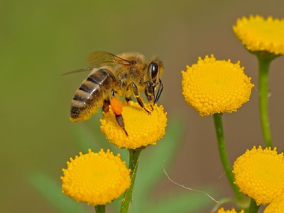 Eine Honigbiene sammelt Pollen. - Foto: Kathy Büscher