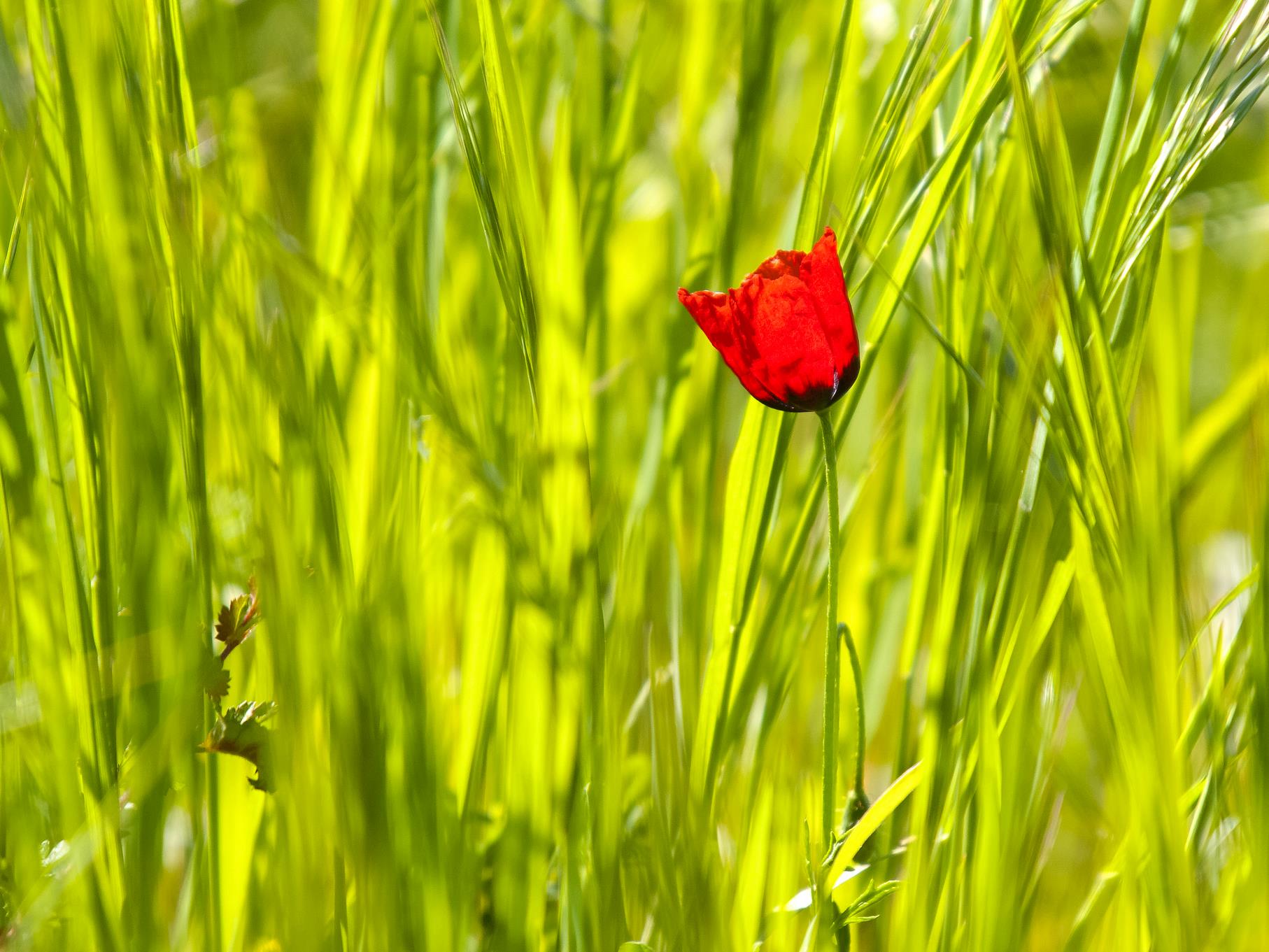 Eine Mohnblüte zwischen Gräsern auf einem Feld.