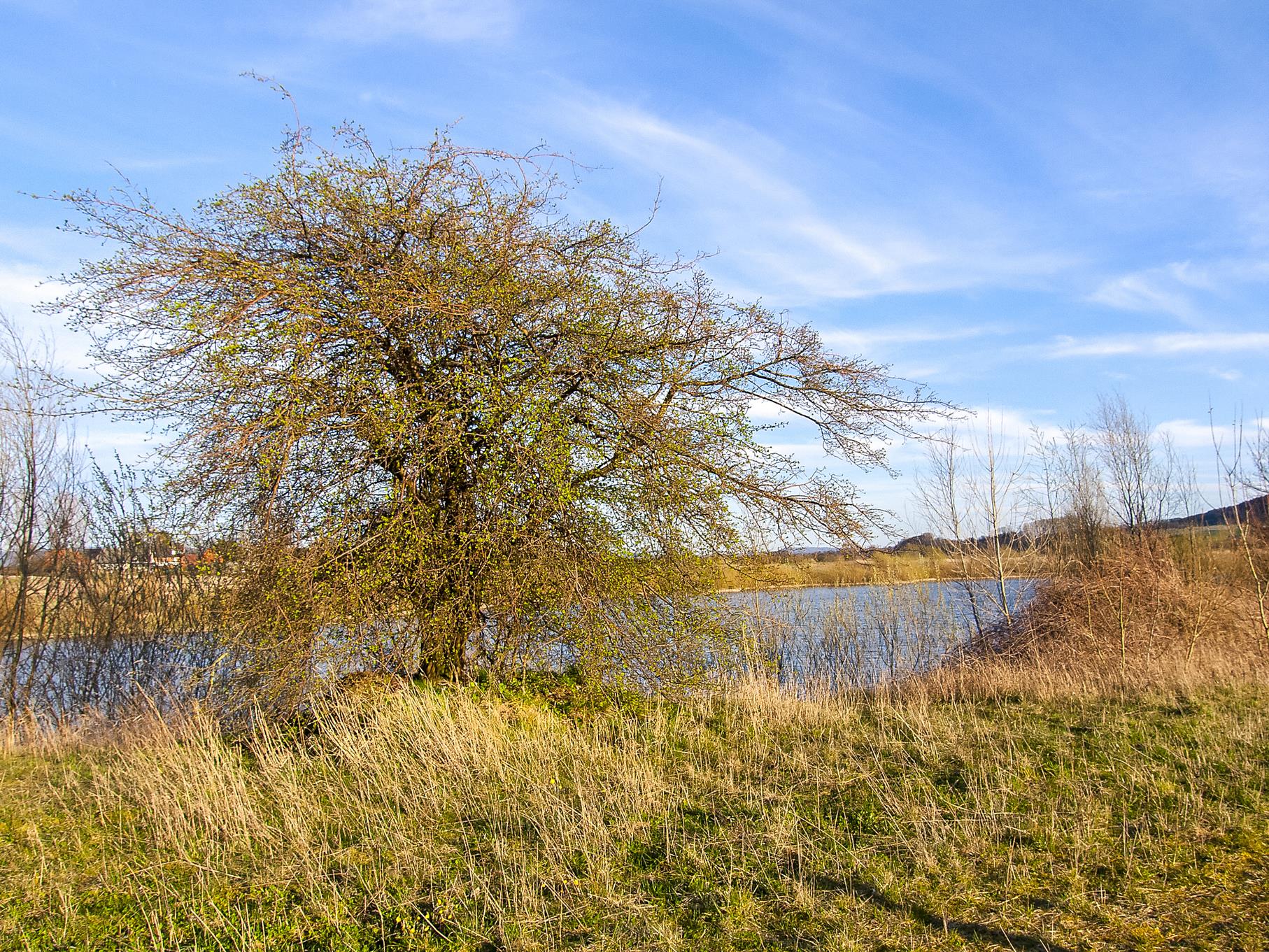 Ein Baum am Rundweg mit dem östlichen Teich im Hintergrund.