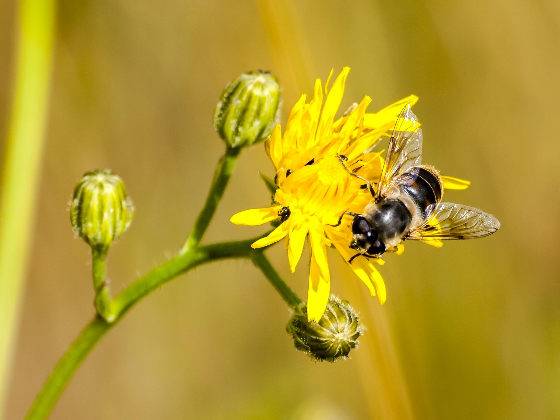 Eine Wildbiene sitzt auf einer Blüte.