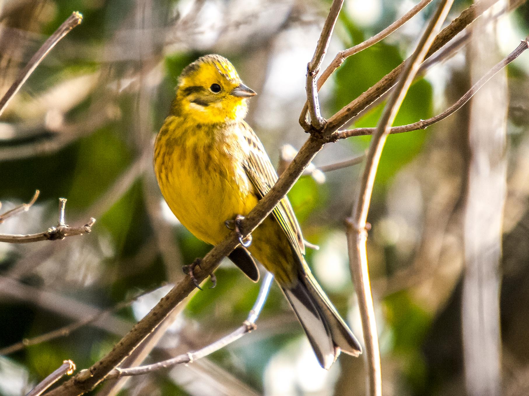 Eine Goldammer sitzt in einem Baum am Rundweg.