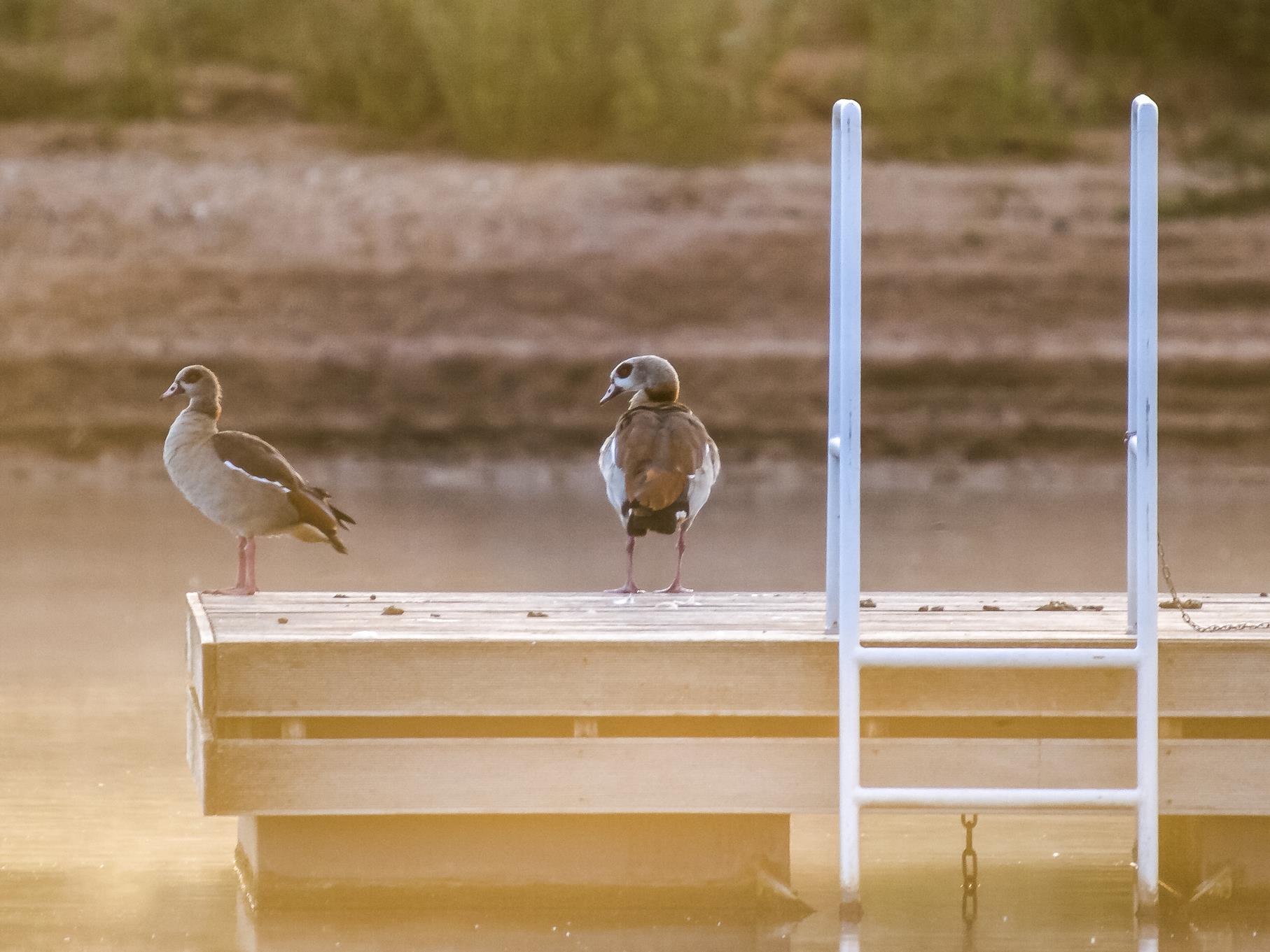 Zwei Nilgänse sitzen morgens auf dem Badepodest des Freizeitvereins.