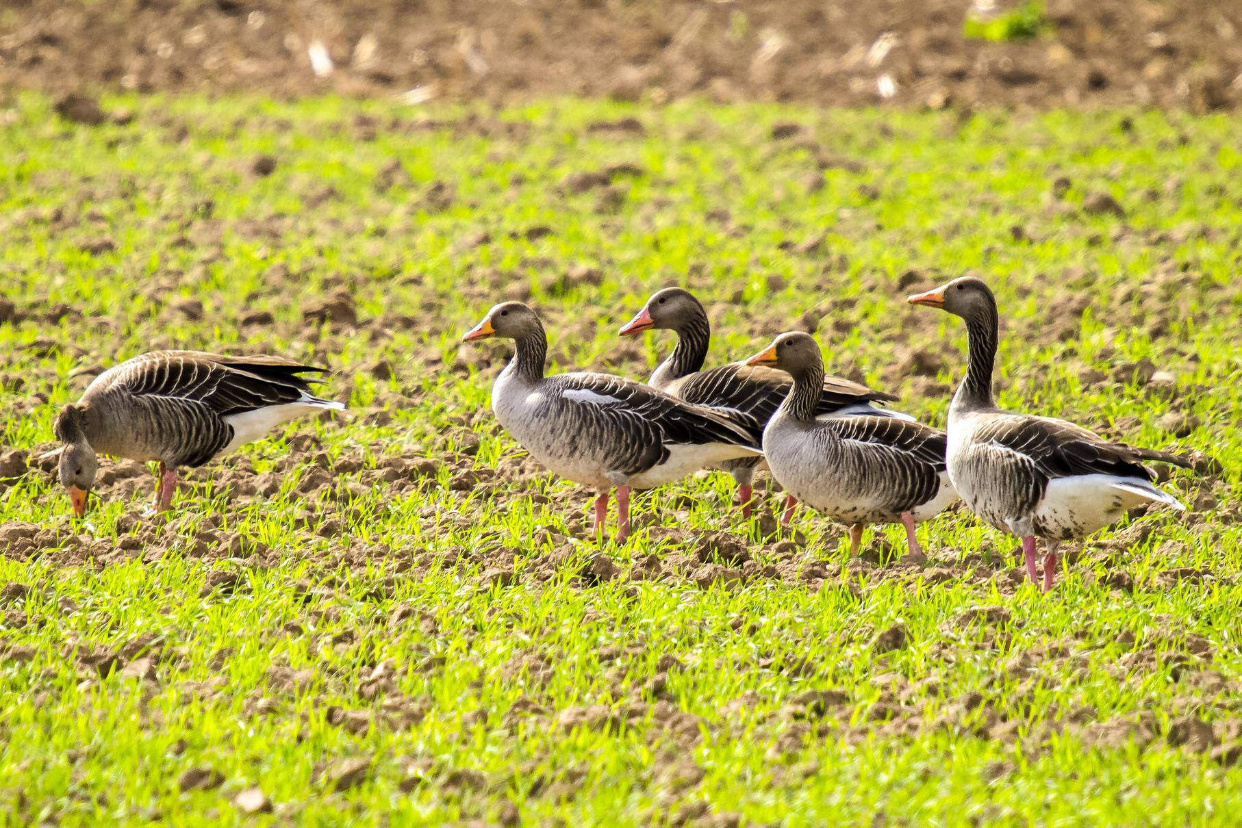 Grau-Gänse auf einem Getreidefeld neben der Auenlandschaft.