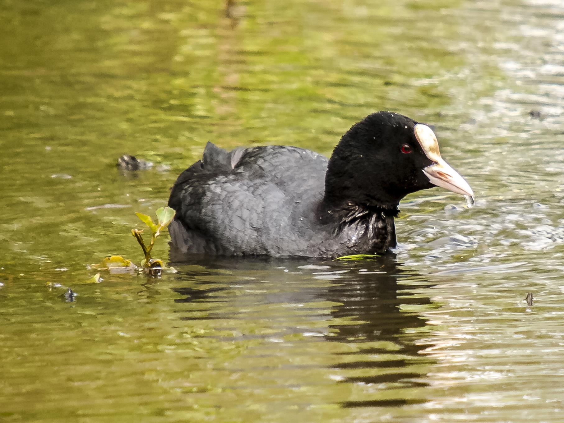 Ein Blässhuhn schwimmt im Wasser.