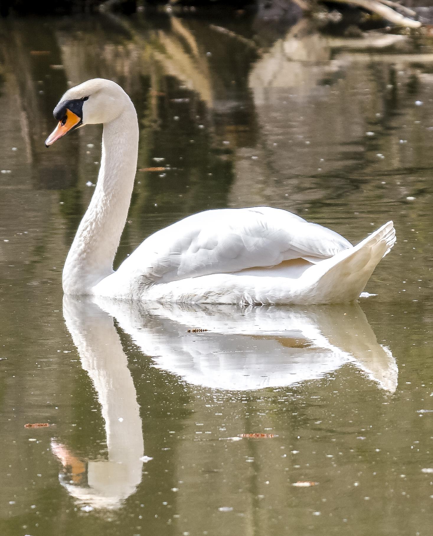 Eine Höckerschwan-Spiegelung.