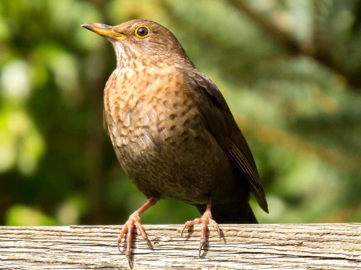 Amsel-Weibchen sitzt auf einem Zaun. - Foto: Kathy Büscher