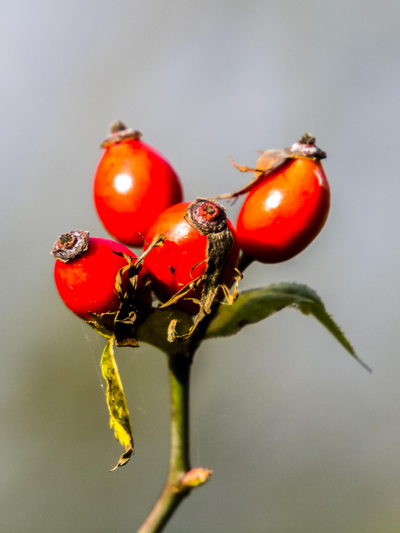 Hagebutten-Früchte in der Auenlandschaft.