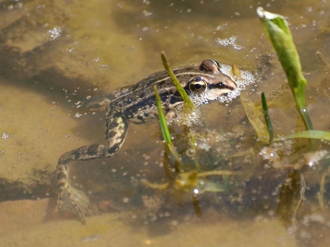 Auch Frösche fühlen sich hier wohl. - Foto: Kathy Büscher