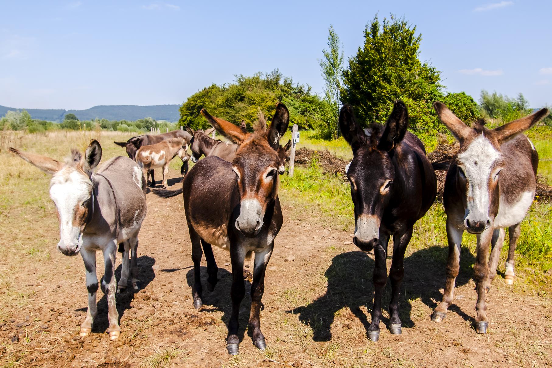 Eine neugierige Gruppe Esel weidet auf der Weide am Rundweg.