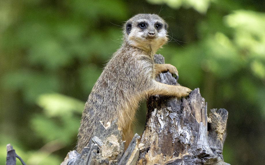 erdmännchen anlage 2019 serengeti park