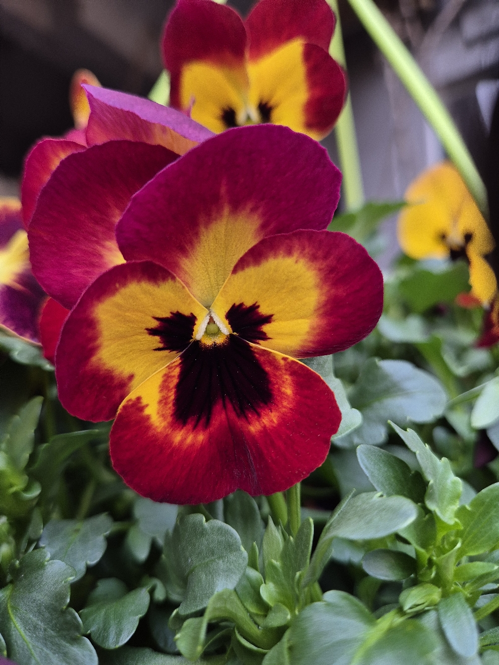 🌱🌷 Frühlingsgefühle ☀️☘️