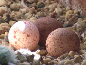 Huevos de Cernícalo común