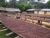 Trocknungsanlage für Kakaobohnen in Togo