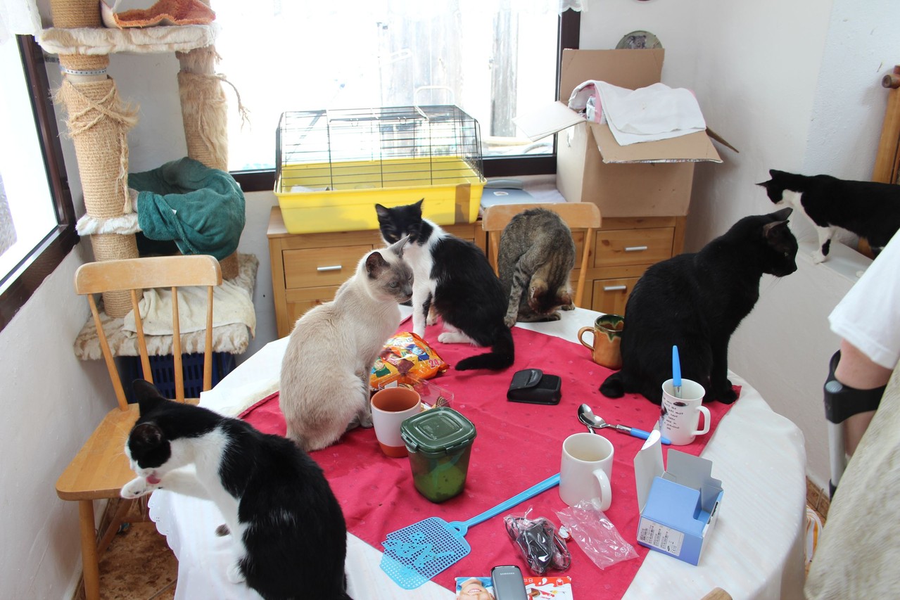 Über uns - Private Katzenhilfe Lanzarote von Sigrid Walther