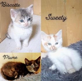 Plume / Sweety / Biscotte