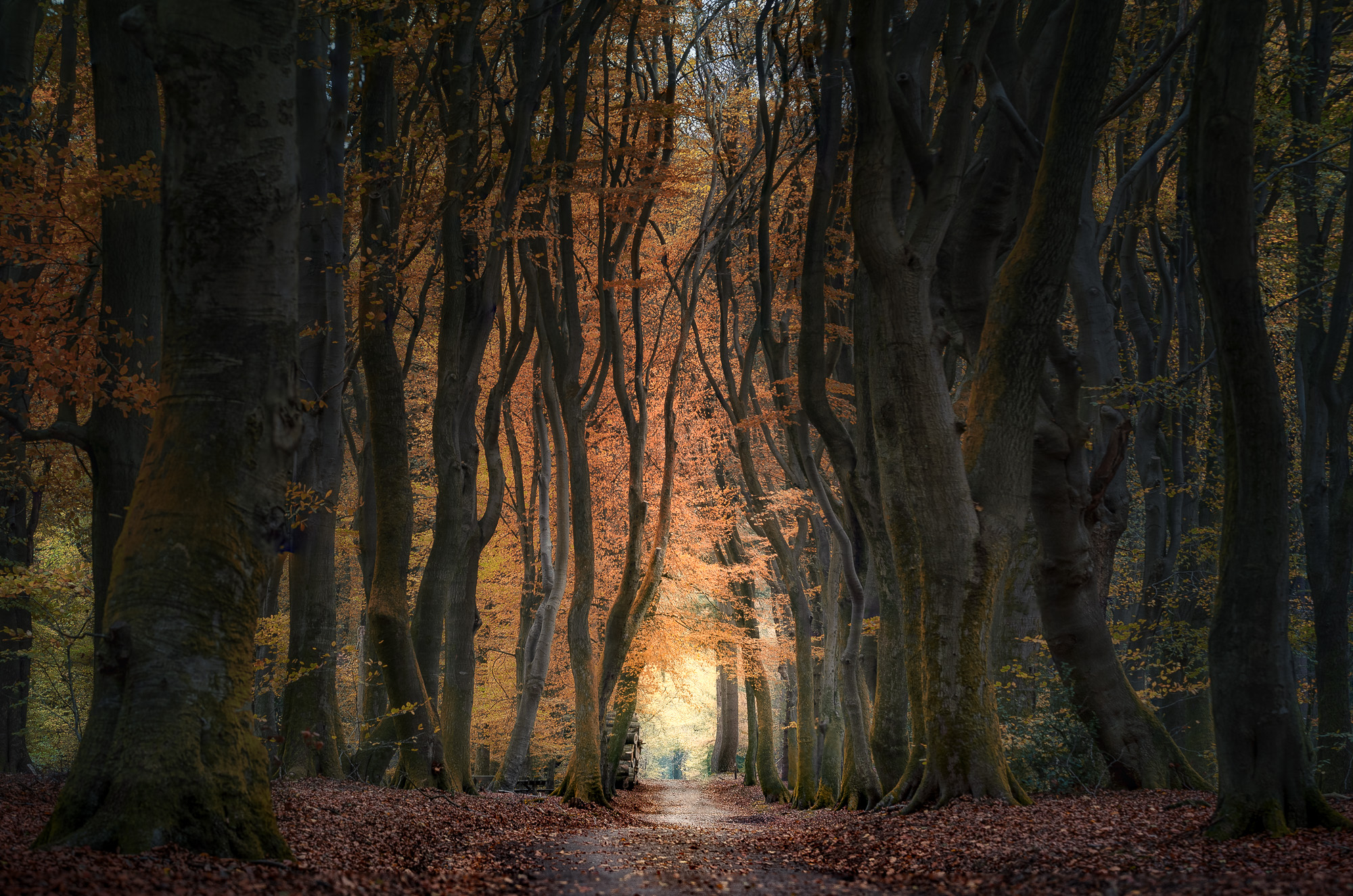 Speulderbos Niederlande - November 2022