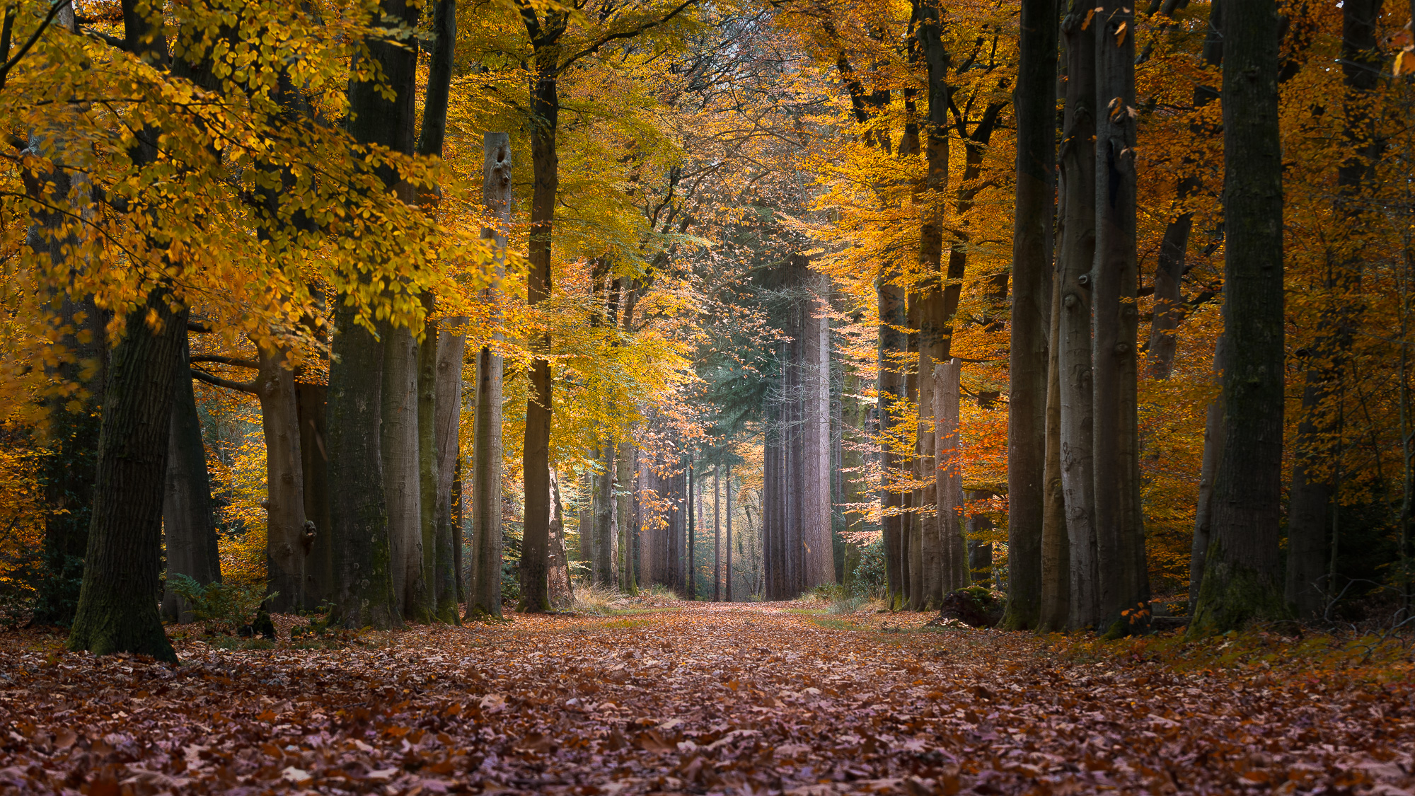 Niederlande November 2025