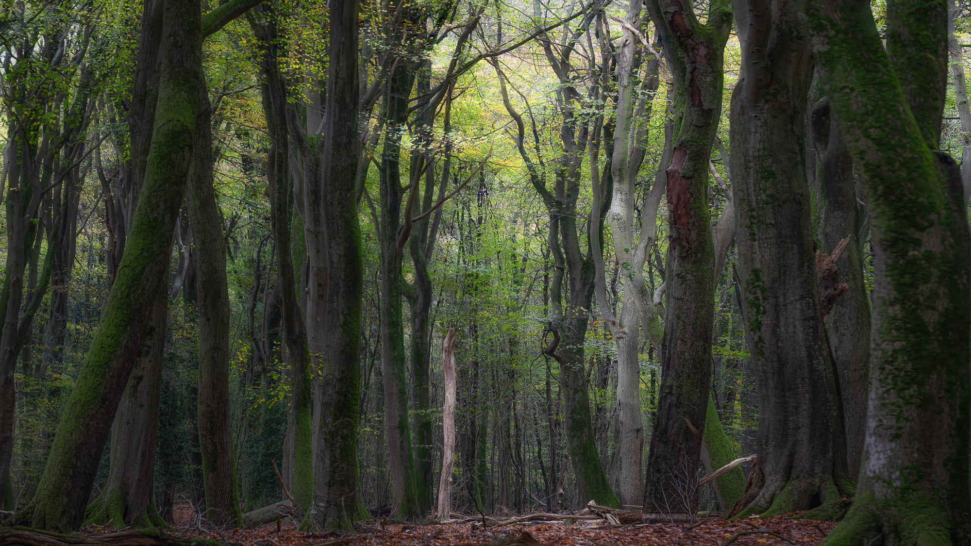 Speulderbos Niederlande - November 2022