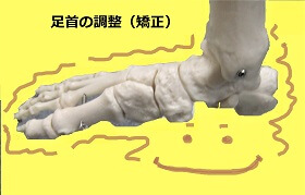 足首の調整をイメージさせる骨格模型の足首の画像