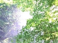 余計な力を抜ける身体がリラックスする森林浴の画像