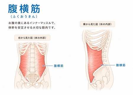  お腹の奥にあるインナーマッスル「腹横筋（ふくおうきん）」の正面と真横から見た解剖図のイラスト